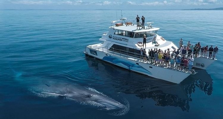体验<br/>不忘守护你最初的梦想，和你出海追逐海豚鲸鱼