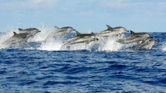 深度体验<br/>东非可不止草原上的动物，出海追寻野生海豚吧