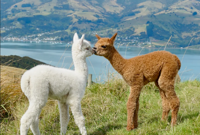 体验 <br/>Shamarra 羊驼农场之旅 近距离接触羊驼