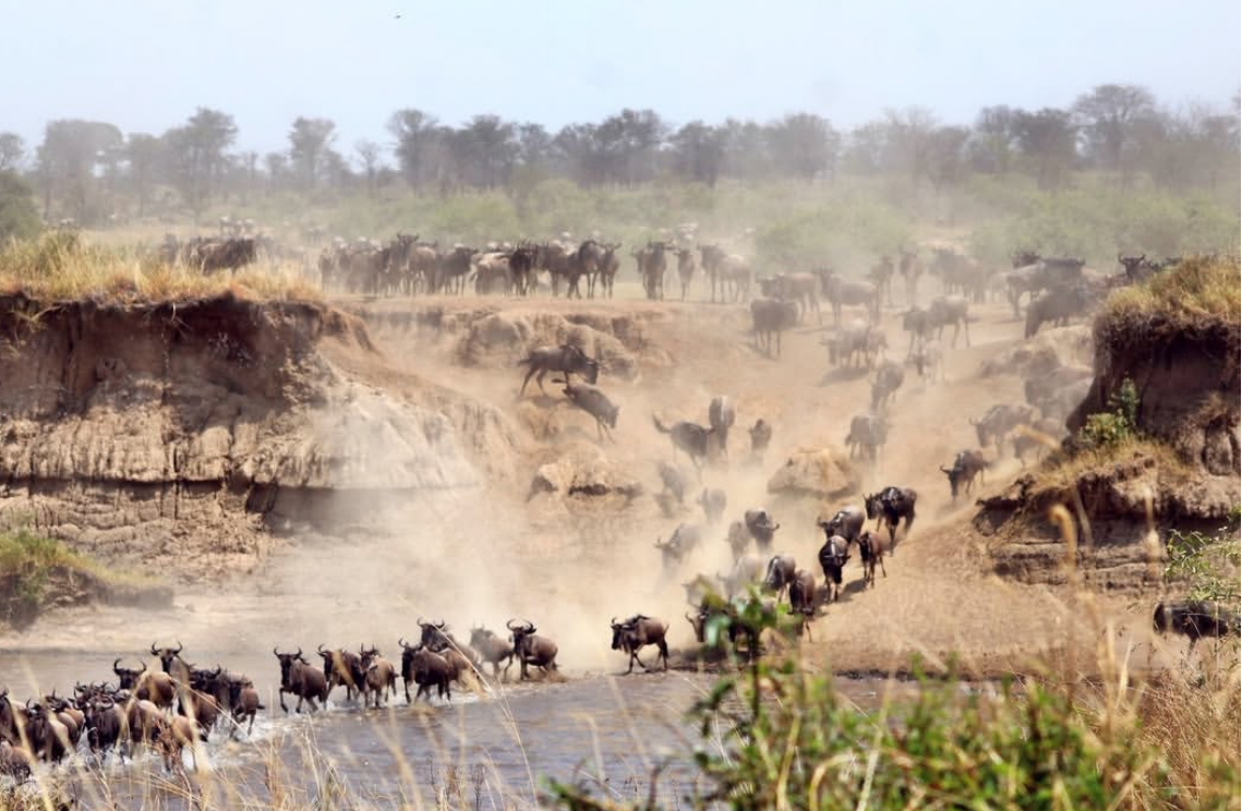 浏览<br/>狂野生命的赞歌｜来自非洲的史诗巨章“天国之渡”
