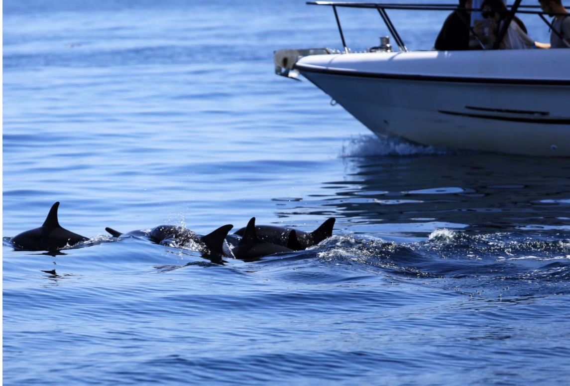 体验<br/>马斯喀特出海，和海豚一起在大海上畅游 