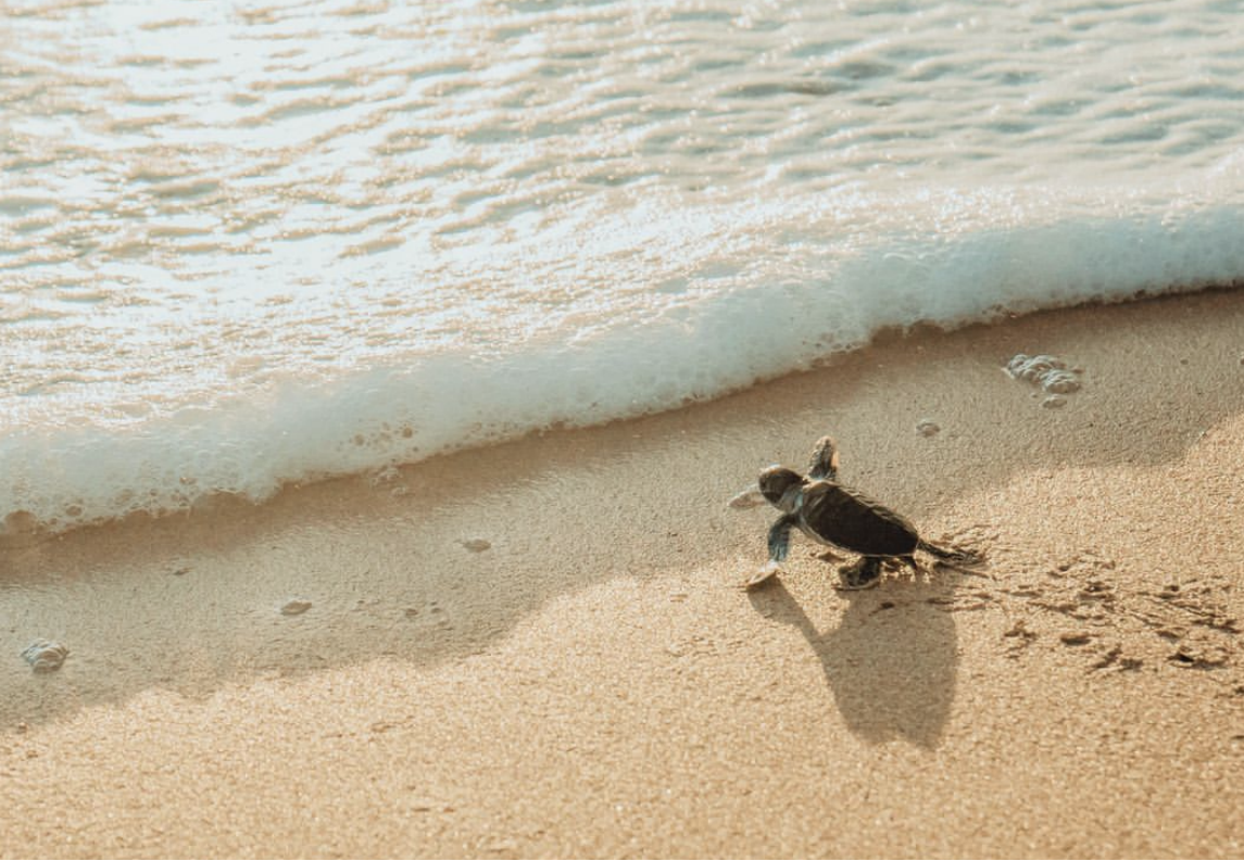 体验<br/>在海龟自然保护区，日出时刻见证小海龟入海