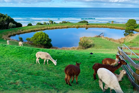 美宿<br/>享百万夕阳美景，隐秘在大洋路上的海岸木屋 